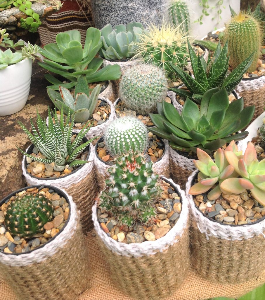 cactus and succulents wholesale