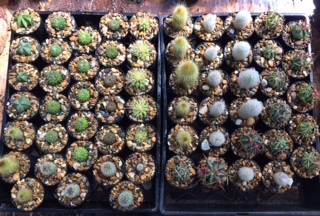 Cairns Monster market 2019 cactus gardens