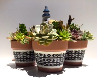 Monster market succulent gardens