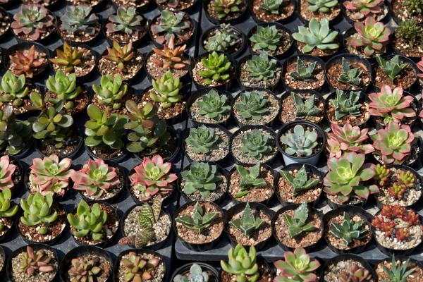 Wholesale succulent and cactus north queensland