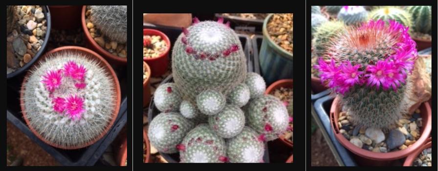 Cacti nursery Ravenshoe