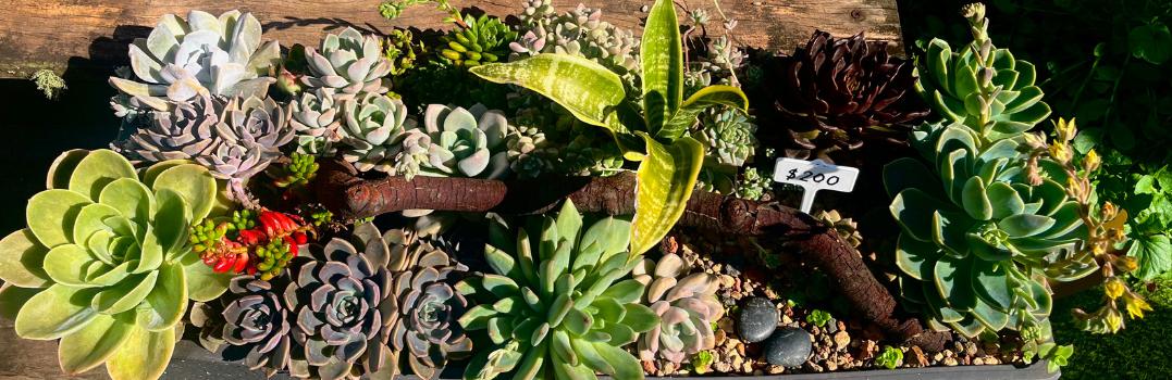 Succulent cluster garden
