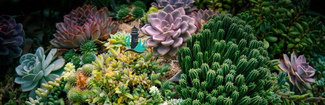 Succulents Cacti Ravenshoe