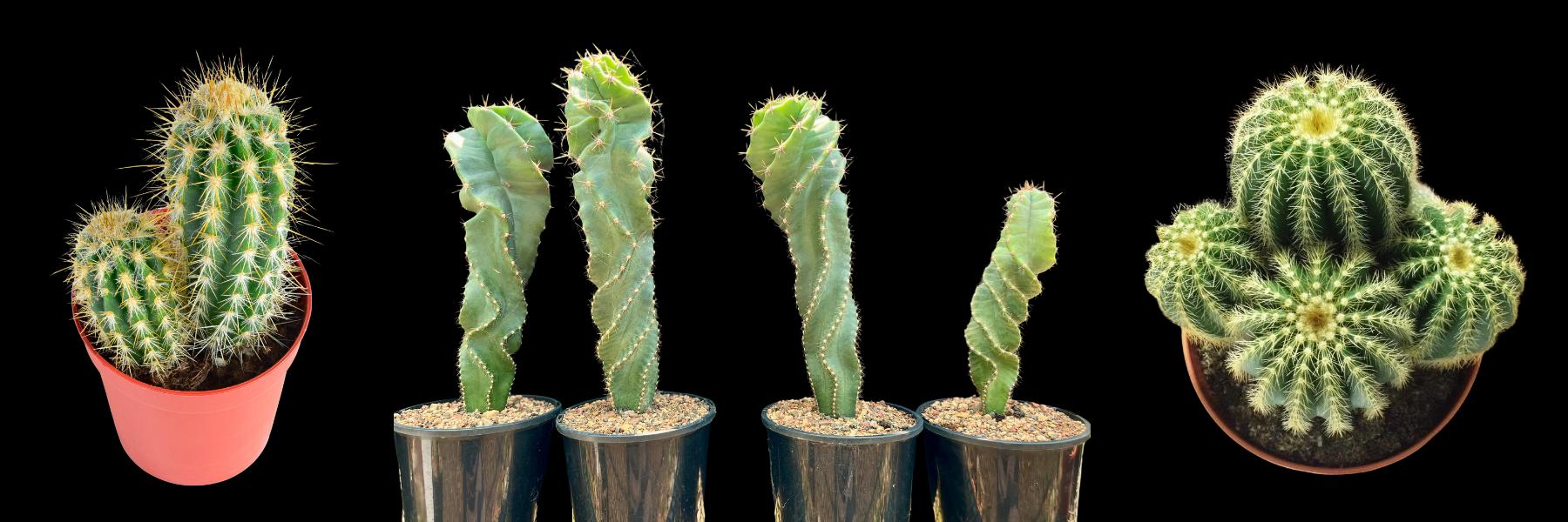 care of new cacti plants
