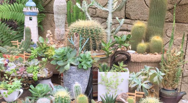 Buy cactus and succulents B2B