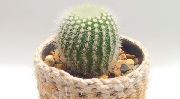 mini cactus Ravenshoe