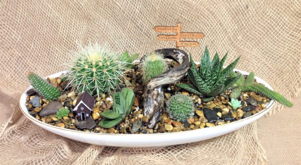 succulent cactus garden in Cairns