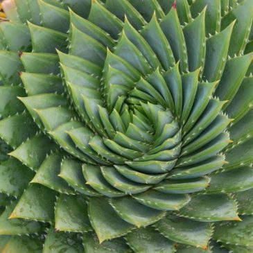 Kim Currie Cactus Nursery Ravenshoe