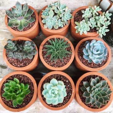 Lighthouse Succulents at FNQ markets