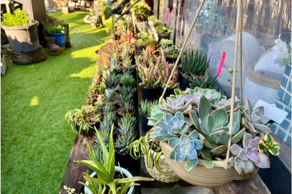 Ravenshoe succulent Nursery 